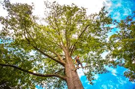 Best Lawn Grading and Leveling  in Woonsocket, RI