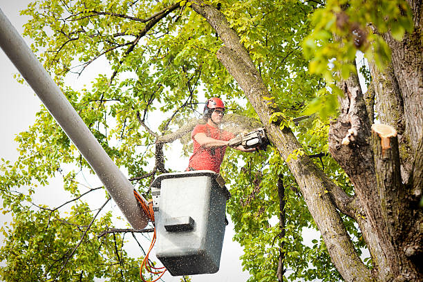 Best Tree Risk Assessment  in Woonsocket, RI